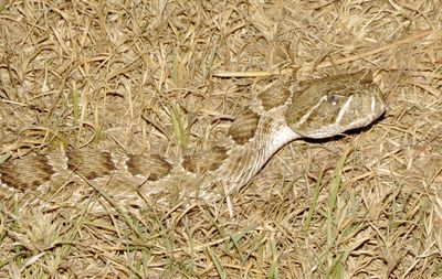 Prairie Rattlesnake