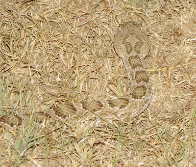Prairie Rattlesnake