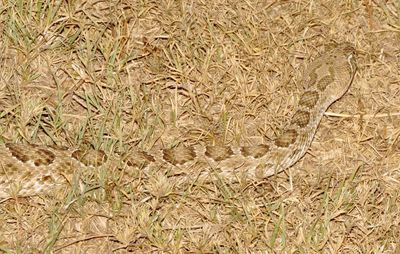 Prairie Rattlesnake