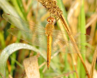 Wandering Glider