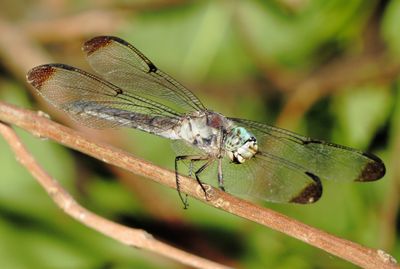 Great Blue Skimmer