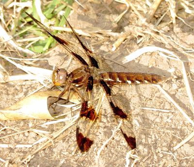 Common Whitetail
