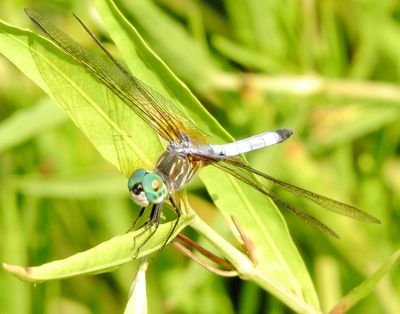 Blue Dasher