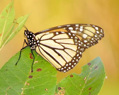 Monarch