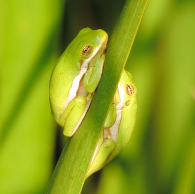 Green Tree Frog