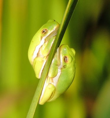 Green Tree Frog