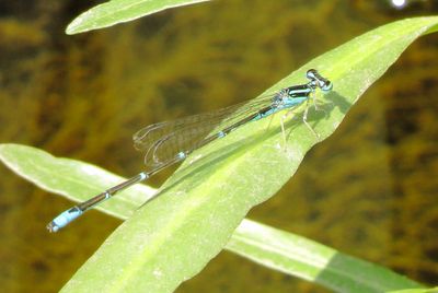 Stream Bluet