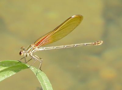 American Rubyspot