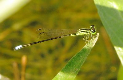 Eastern Forktail