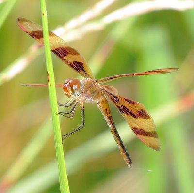 Halloween Pennant
