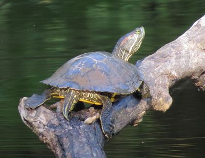 Red-Eared Slider