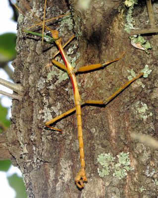 Giant Walkingstick