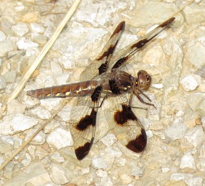 Common Whitetail
