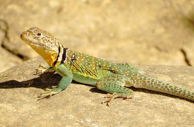 Eastern Collared Lizard