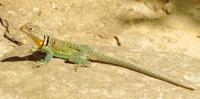 Eastern Collared Lizard