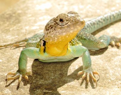 Eastern Collared Lizard