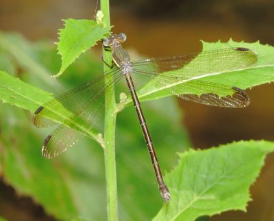 Great Spreadwing