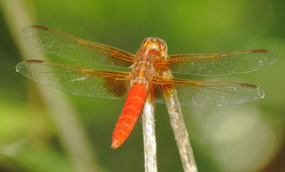 Neon Skimmer