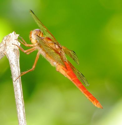 Neon Skimmer