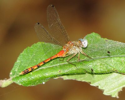 Blue-Faced Meadowhawk