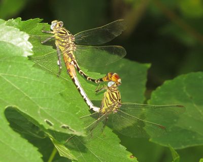 Flag-Tailed Spinyleg