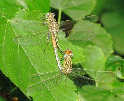 Flag-Tailed Spinyleg
