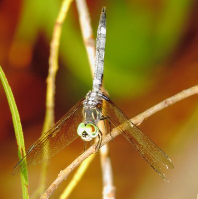 Blue Dasher