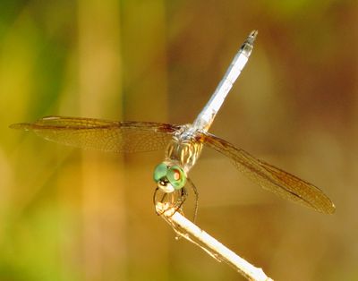Blue Dasher