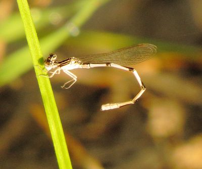Double-Striped Bluet