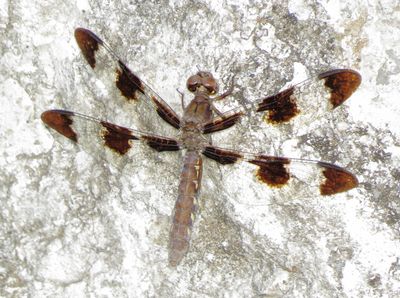 Common Whitetail