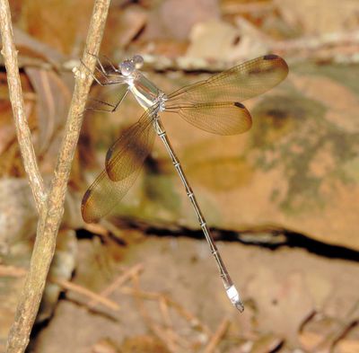 Great Spreadwing