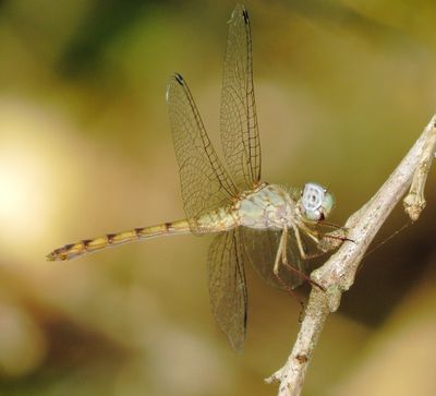 Blue-Faced Meadowhawk