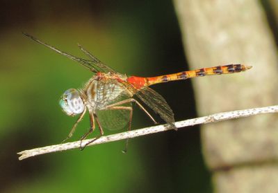 Blue-Faced Meadowhawk