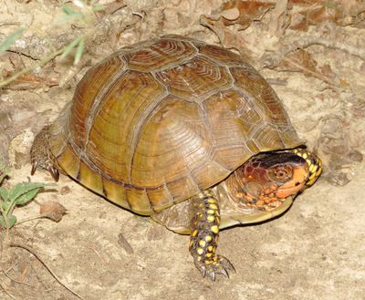 Three-Toed Box Turtle