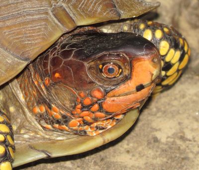 Three-Toed Box Turtle