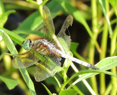 Blue Dasher
