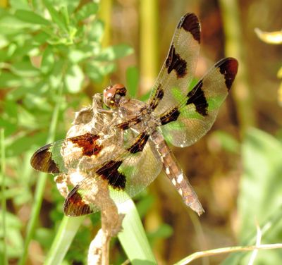 Common Whitetail