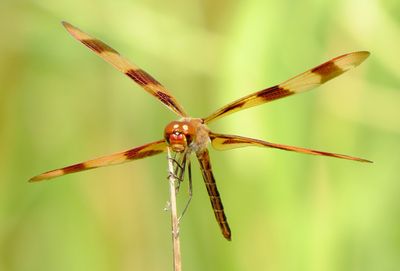Halloween Pennant