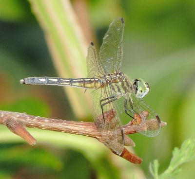 Blue Dasher