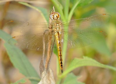 Wandering Glider