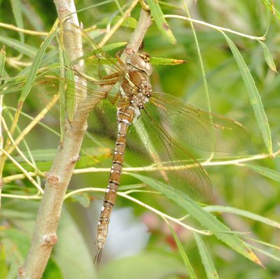 Shadow Darner