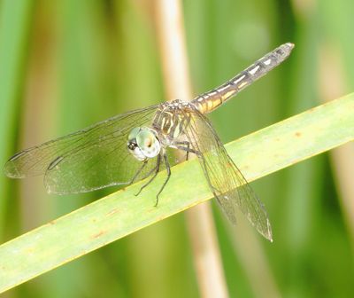 Blue Dasher