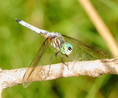 Blue Dasher