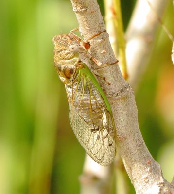 Dog-Day Cicada Species