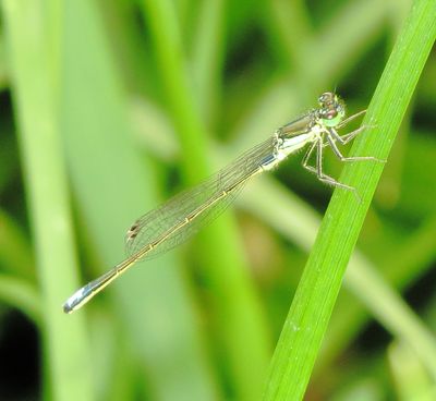 Black-Fronted Forktail