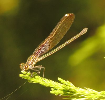 American Rubyspot