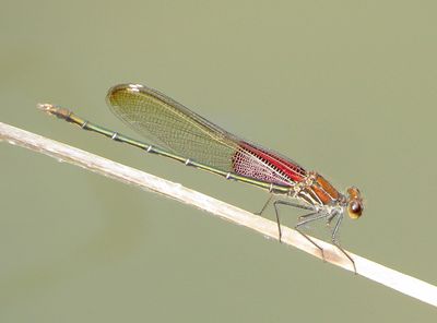 American Rubyspot