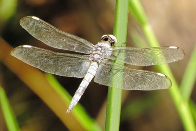 Comanche Skimmer