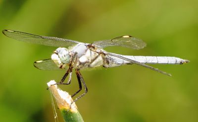 Comanche Skimmer