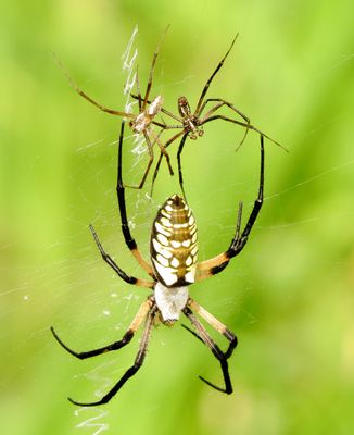Yellow Garden Spider